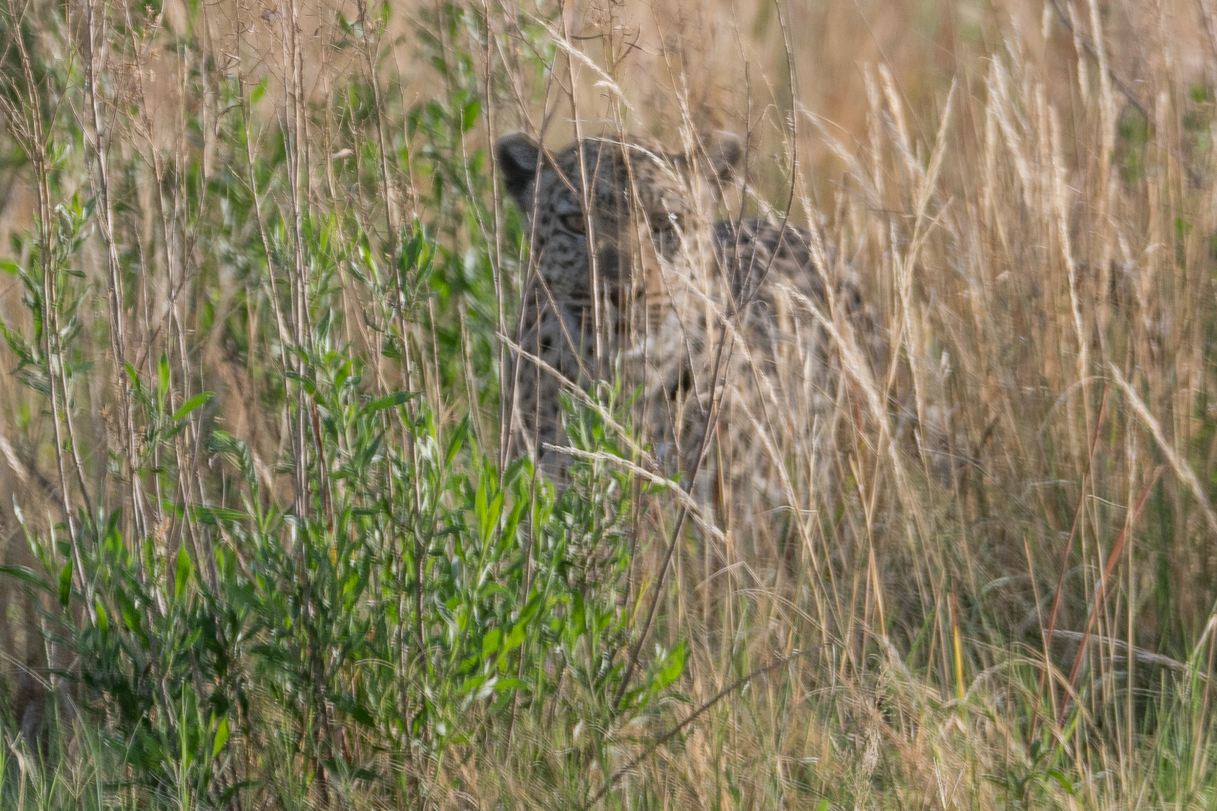Léopard (Leopard, Panthera pardus), adulte tapi dans la végétation, Shinde, Delta de l'Okavango, Botswana.